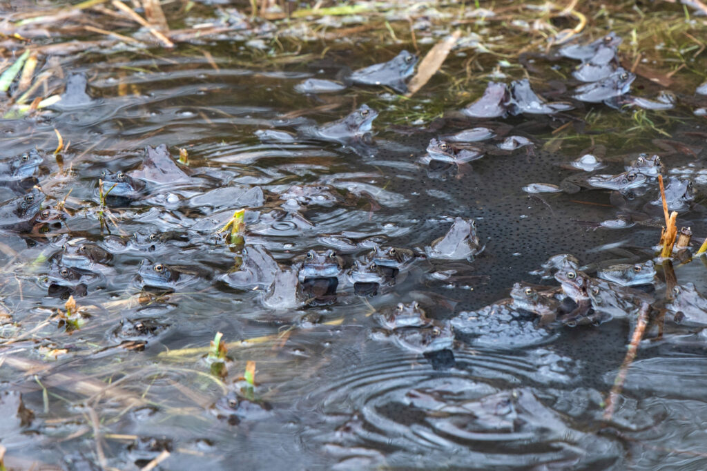 Gegen 50 Frösche im Teich. Man erkennt sie erst auf den zweiten Blick.
