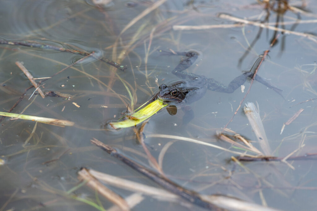 Ein Grasfrosch schwimmt im Teich.