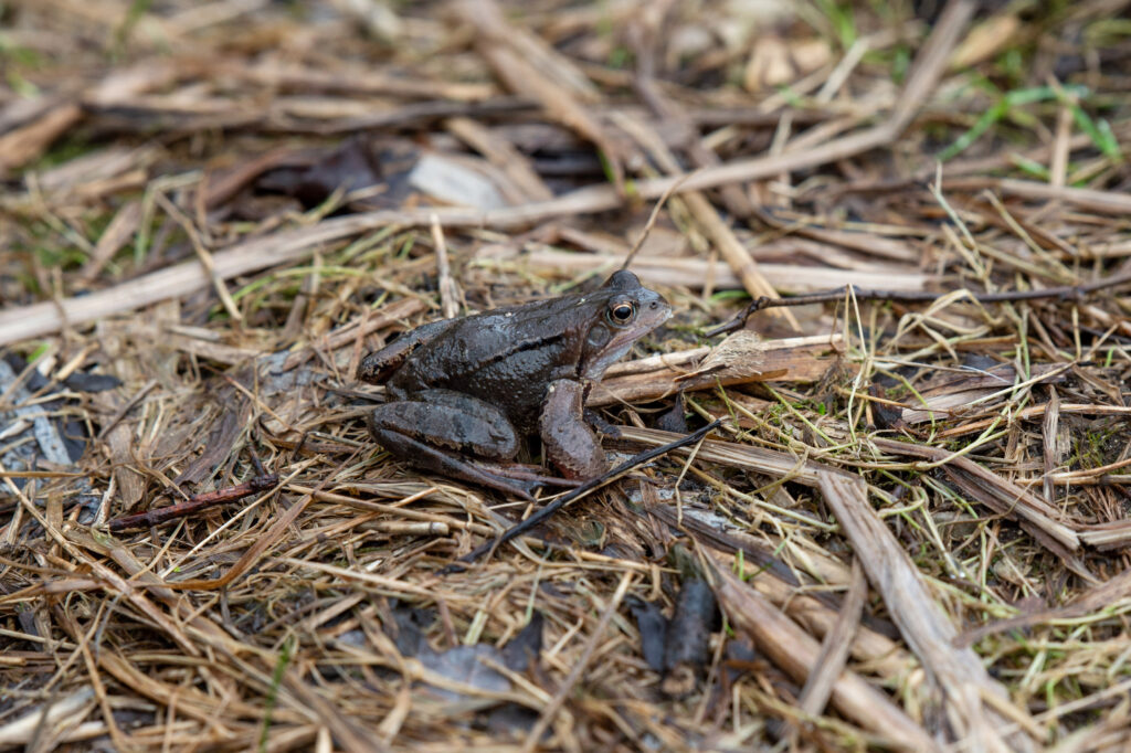 Ein Grasfrosch sitzt auf dem nassen Waldboden.