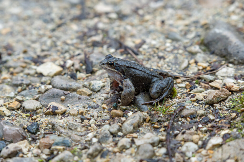 Ein Grasfrosch sitzt auf dem Kiesweg.